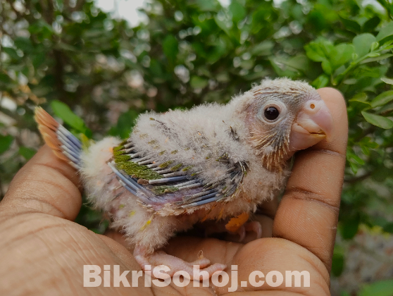Hand Feed Conure Baby
